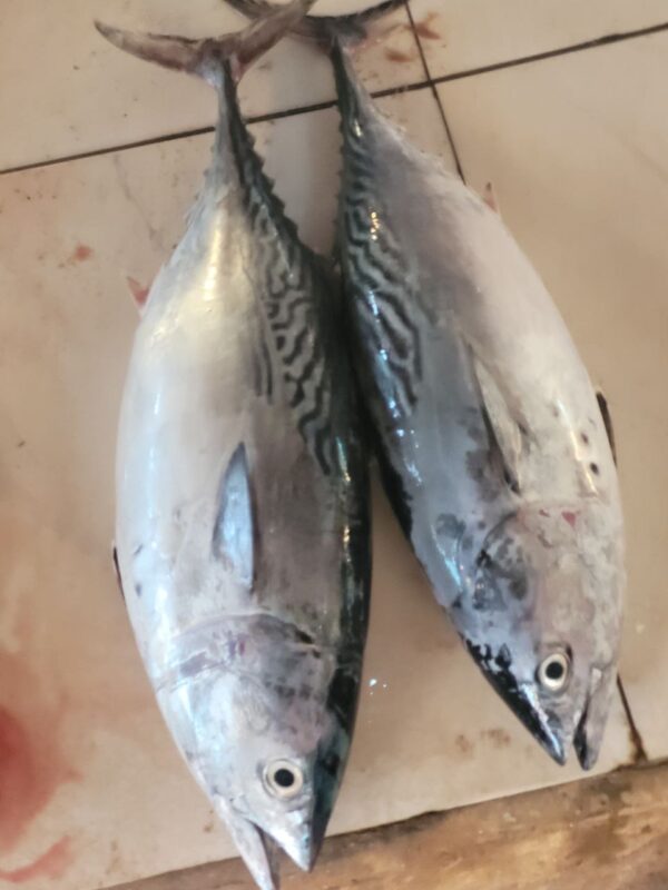 Cá Ngừ