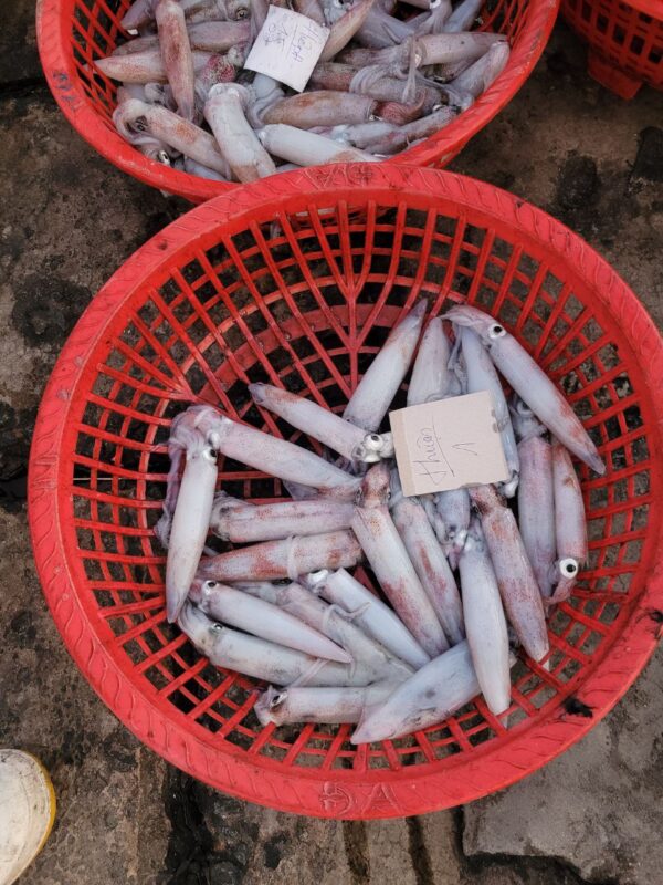 Mực ống - Hình ảnh 4